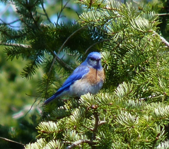 Bluebird sighting from 2011